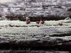 Ophioparma rubricosa