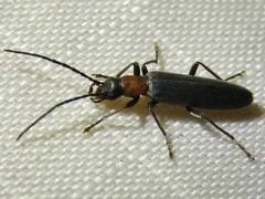 Oxycopis thoracica