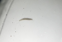 Symphyla