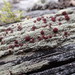 Ophioparma rubricosa - Photo Δεν διατηρούνται δικαιώματα, uploaded by Randal