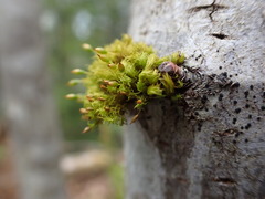 Orthotrichum pulchellum