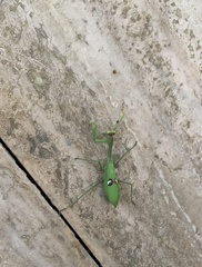 Stagmatoptera hyaloptera