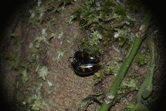 Pselaphacus curvipes