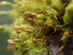 Orthotrichum pulchellum