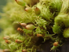 Orthotrichum pulchellum