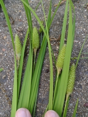Carex typhina
