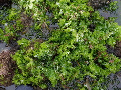 Ulva rigida
