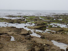 Ulva rigida