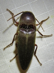 Diplostethus texanus