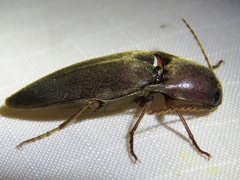 Diplostethus texanus