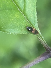 Horistonotus curiatus