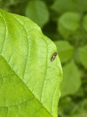 Horistonotus curiatus