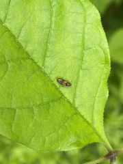 Horistonotus curiatus