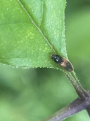 Horistonotus curiatus