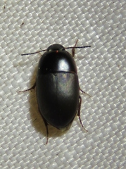 Gondwanocrypticus platensis