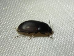 Gondwanocrypticus platensis