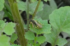 Nomada luteoloides