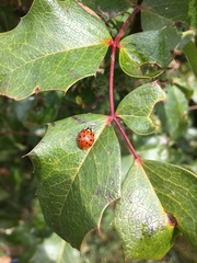 Harmonia axyridis
