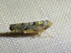 Scaphoideus