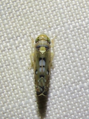 Scaphoideus
