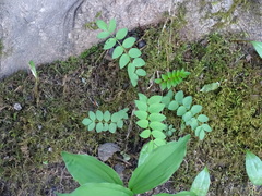 Polemonium reptans reptans