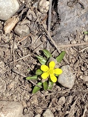 Ranunculus glaberrimus