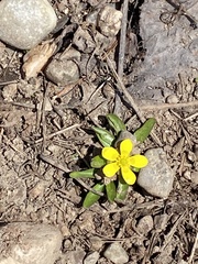 Ranunculus glaberrimus