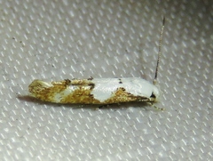 Mompha circumscriptella