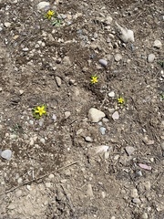 Ranunculus glaberrimus