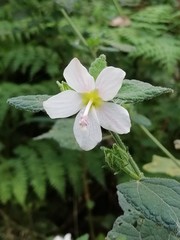 Pavonia columella