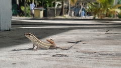 Leiocephalus lunatus