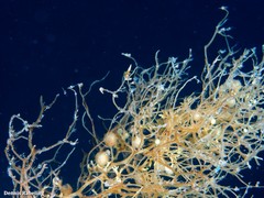 Sargassum desfontainesii