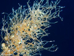 Sargassum desfontainesii