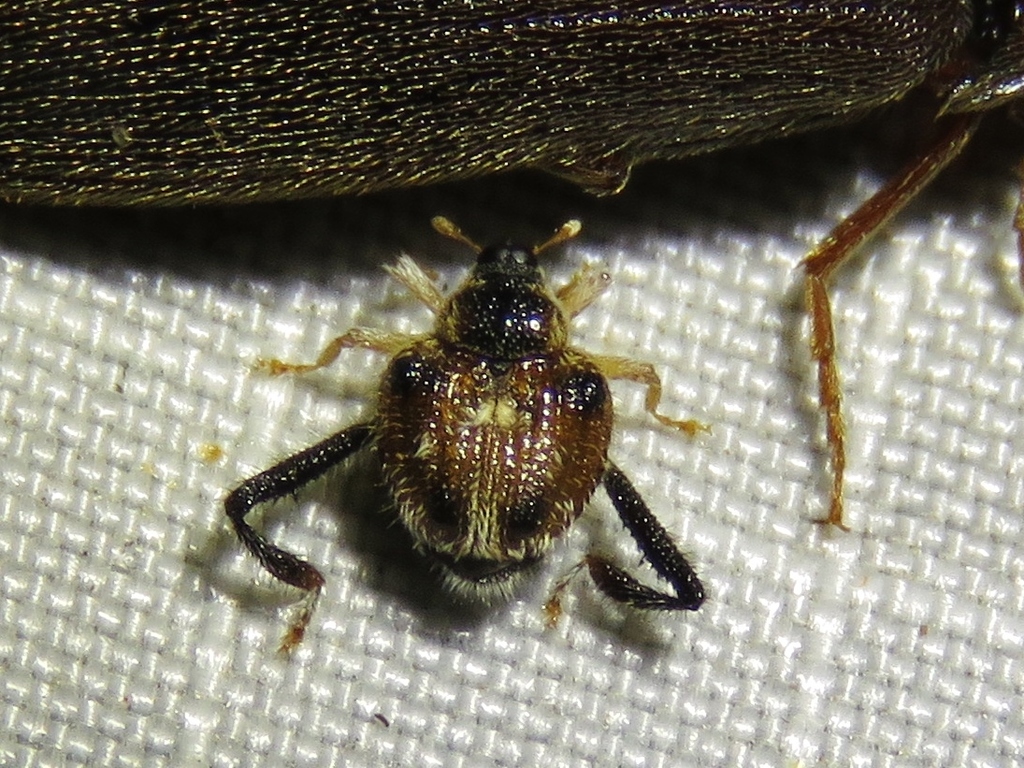Texas Bow-legged Weevil