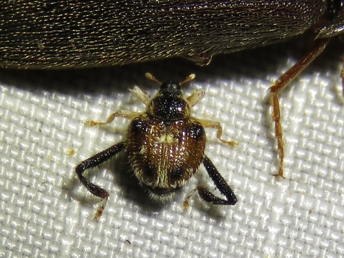 Texas Bow-legged Weevil