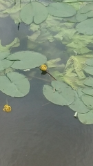 Nuphar lutea