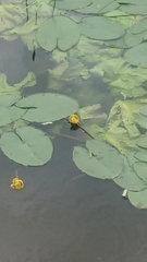 Nuphar lutea