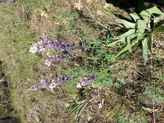 Lupinus neomexicanus