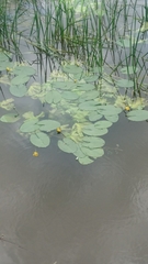 Nuphar lutea