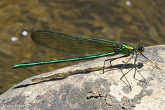 Calopteryx angustipennis