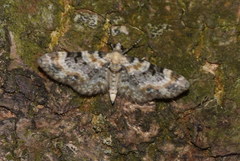 Eupithecia pulchellata
