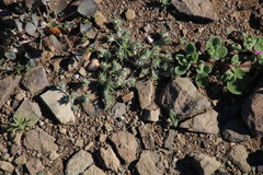 Lasiopogon
