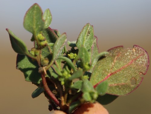 Tetragonia echinata