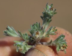 Lasiopogon