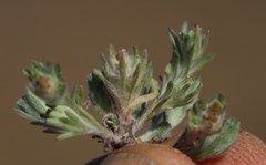 Lasiopogon