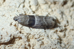 Elegia atrifasciella
