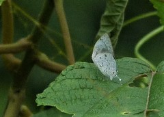 Ostrinotes sophocles