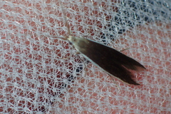 Coleophora albella