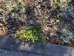 Phedimus kamtschaticus