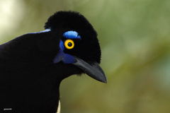 Plush-Crested Jay photo 2